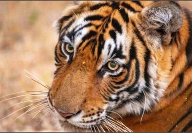 राजाजी टाइगर रिजर्व में बाघों के आकलन को लेकर तैयारी शुरू, यूपी, राजस्थान के वन कर्मी होंगे शामिल