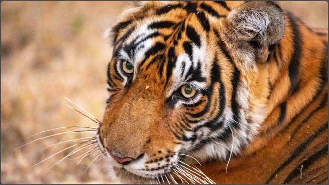 राजाजी टाइगर रिजर्व में बाघों के आकलन को लेकर तैयारी शुरू, यूपी, राजस्थान के वन कर्मी होंगे शामिल