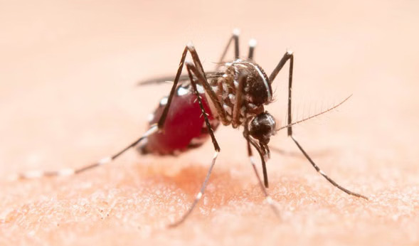 मौसम के बदले पैटर्न ने डेंगू के आउटब्रेक के खतरे को बढ़ाया